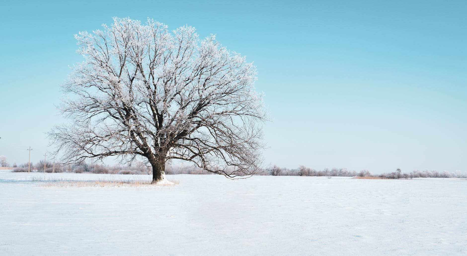 photo of tree covered with snow
